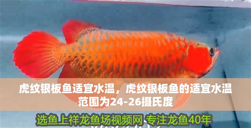 虎紋銀板魚適宜水溫，虎紋銀板魚的適宜水溫范圍為24-26攝氏度 虎紋銀板魚適宜水溫，虎紋銀板魚的適宜水溫范圍為24-26攝氏度 龍魚百科