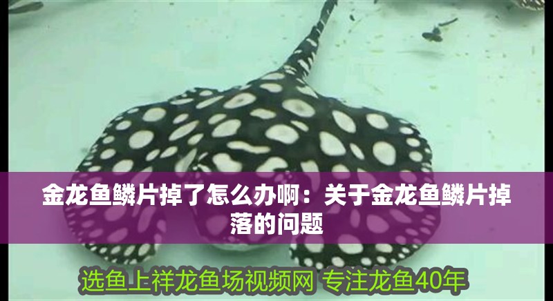 金龍魚鱗片掉了怎么辦啊：關于金龍魚鱗片掉落的問題