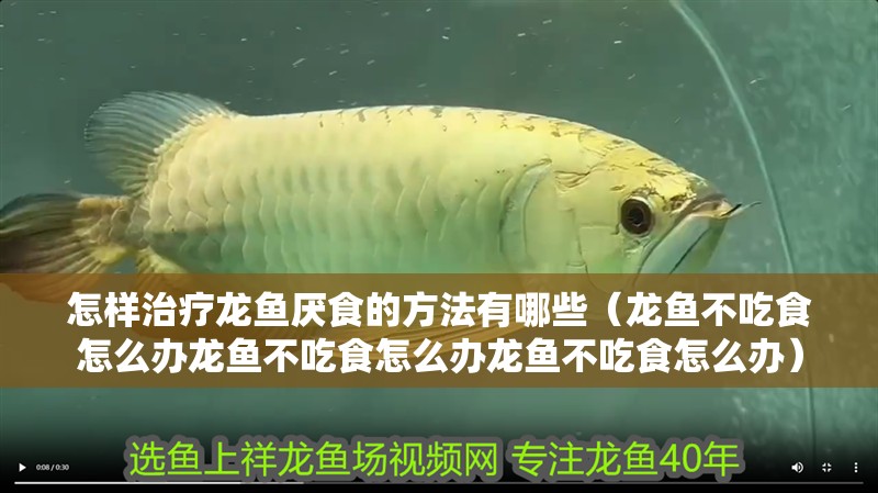 怎樣治療龍魚厭食的方法有哪些（龍魚不吃食怎么辦龍魚不吃食怎么辦龍魚不吃食怎么辦）