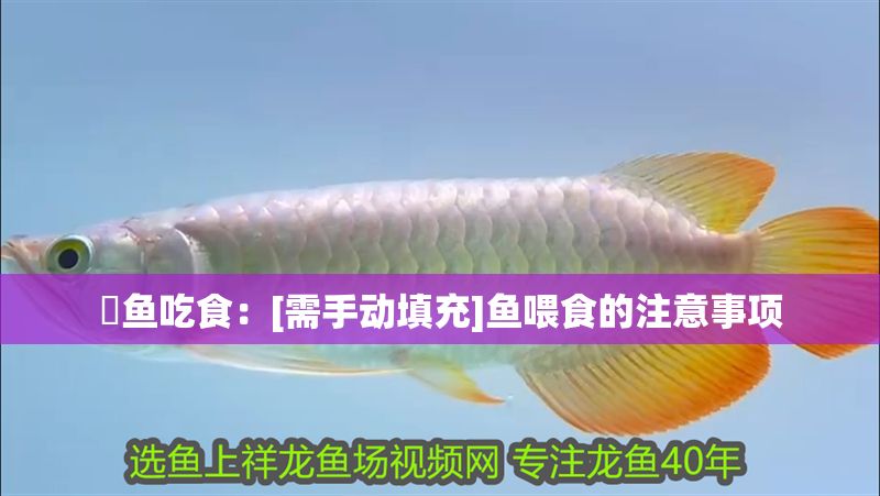 魟魚吃食：[需手動填充]魚喂食的注意事項 魟魚吃食：[需手動填充]魚喂食的注意事項 魟魚百科 第2張