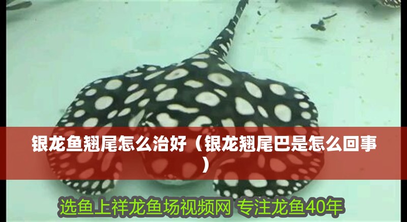 銀龍魚翹尾怎么治好（銀龍翹尾巴是怎么回事） 銀龍魚翹尾怎么治好（銀龍翹尾巴是怎么回事） 銀龍魚百科