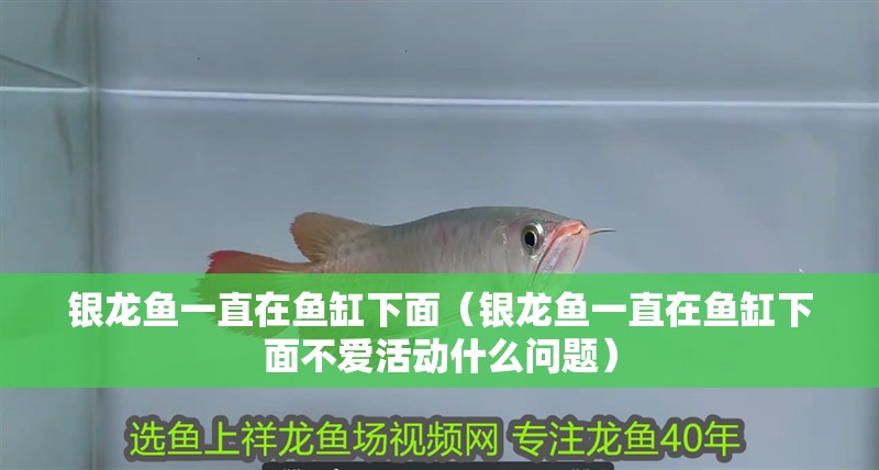 銀龍魚(yú)一直在魚(yú)缸下面（銀龍魚(yú)一直在魚(yú)缸下面不愛(ài)活動(dòng)什么問(wèn)題） 銀龍魚(yú)一直在魚(yú)缸下面（銀龍魚(yú)一直在魚(yú)缸下面不愛(ài)活動(dòng)什么問(wèn)題） 銀龍魚(yú)百科