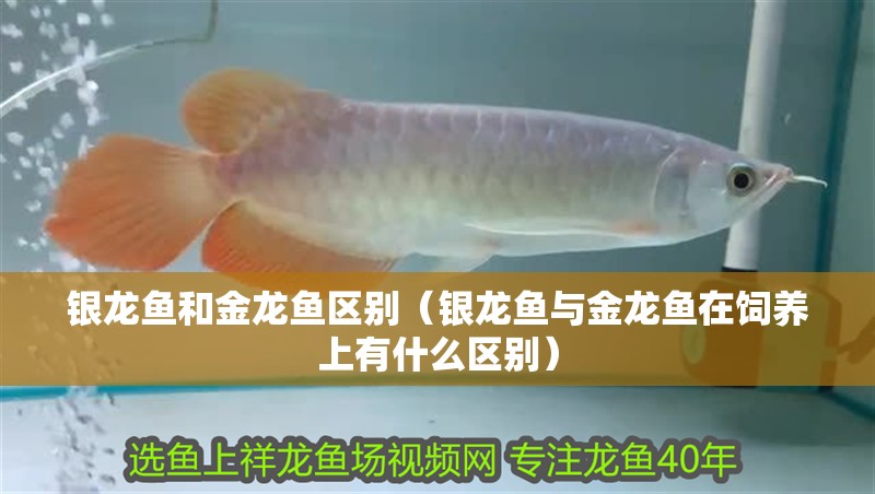 銀龍魚和金龍魚區(qū)別（銀龍魚與金龍魚在飼養(yǎng)上有什么區(qū)別）