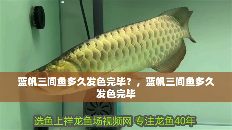 藍帆三間魚多久發色完畢？，藍帆三間魚多久發色完畢