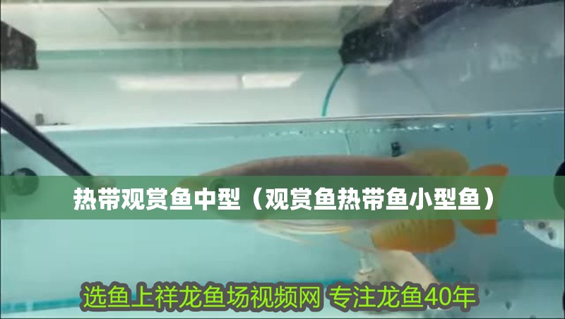 我的虎魚真菌感染了要怎么處理 熱帶觀賞魚中型(觀賞魚熱帶魚小型魚) 銀龍魚百科 熱帶觀賞魚中型(觀賞魚熱帶魚小型魚) 熱帶觀賞魚中型(觀賞魚熱帶魚小型魚) 銀龍魚百科