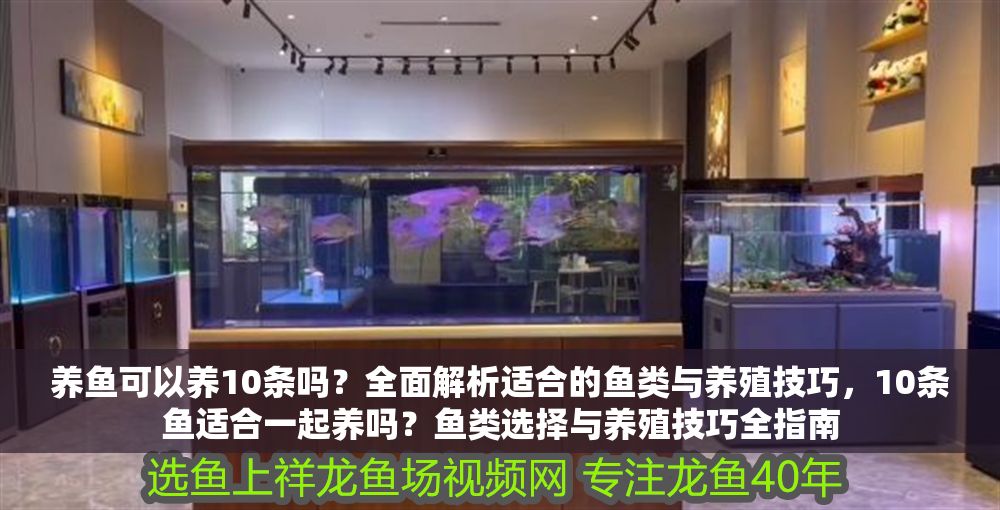 養魚可以養10條嗎？全面解析適合的魚類與養殖技巧，10條魚適合一起養嗎？魚類選擇與養殖技巧全指南 養魚可以養10條嗎？全面解析適合的魚類與養殖技巧，10條魚適合一起養嗎？魚類選擇與養殖技巧全指南 龍魚百科 第1張