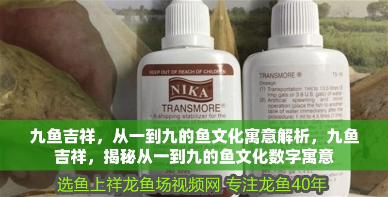 九魚吉祥，從一到九的魚文化寓意解析，九魚吉祥，揭秘從一到九的魚文化數字寓意