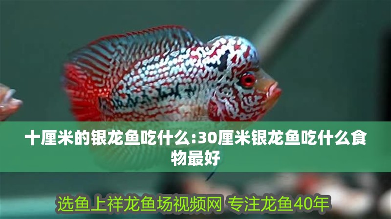 十厘米的銀龍魚吃什么:30厘米銀龍魚吃什么食物最好