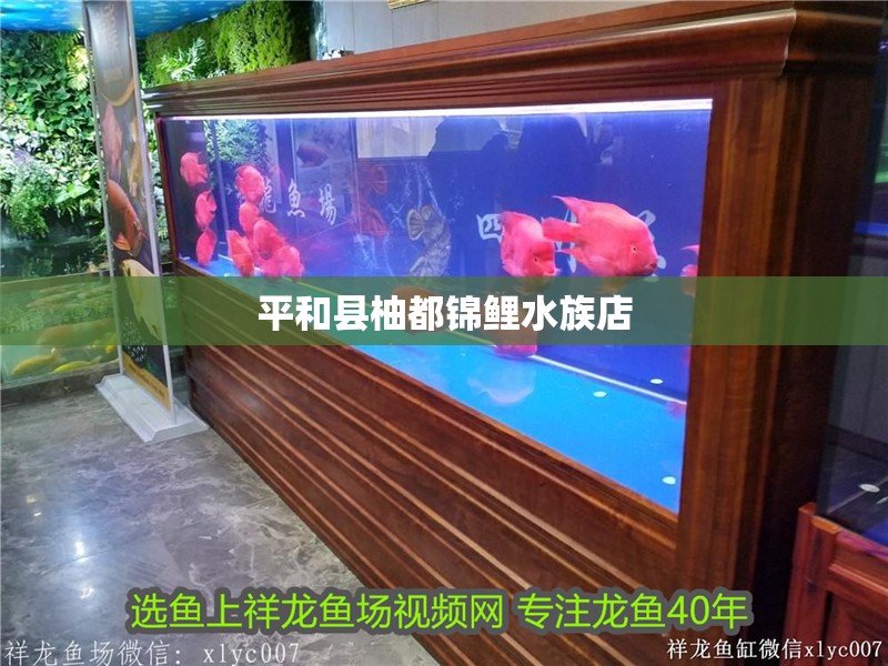 平和縣柚都錦鯉水族店 平和縣柚都錦鯉水族店 全國水族館企業名錄