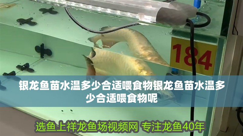 銀龍魚苗水溫多少合適喂食物銀龍魚苗水溫多少合適喂食物呢