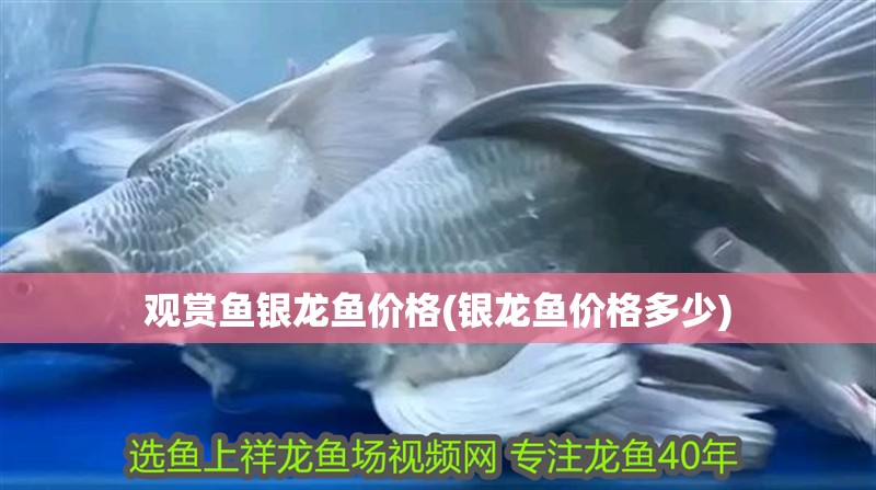 觀賞魚銀龍魚價格(銀龍魚價格多少)