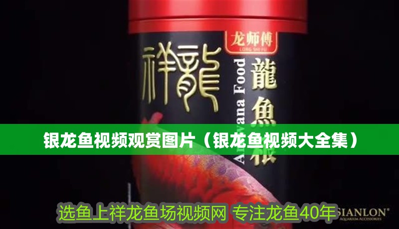 銀龍魚視頻觀賞圖片（銀龍魚視頻大全集）