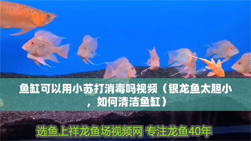 魚缸可以用小蘇打消毒嗎視頻（銀龍魚太膽小，如何清潔魚缸） 魚缸可以用小蘇打消毒嗎視頻（銀龍魚太膽小，如何清潔魚缸） 銀龍魚百科