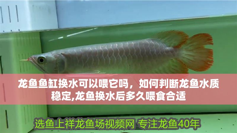 龍魚魚缸換水可以喂它嗎，如何判斷龍魚水質穩定,龍魚換水后多久喂食合適