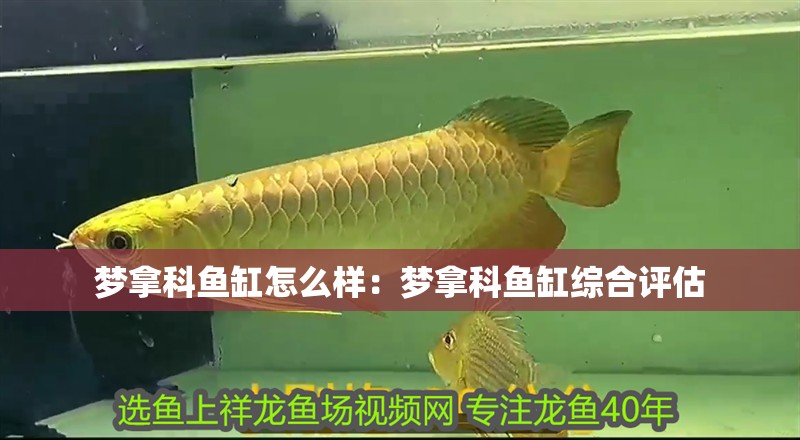 夢(mèng)拿科魚缸怎么樣：夢(mèng)拿科魚缸綜合評(píng)估