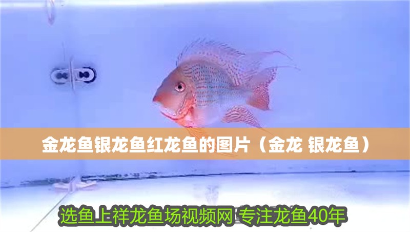 鸚鵡魚和銀龍魚混養怎樣喂食 金龍魚銀龍魚紅龍魚的圖片(金龍 銀龍魚) 銀龍魚百科 金龍魚銀龍魚紅龍魚的圖片(金龍 銀龍魚) 金龍魚銀龍魚紅龍魚的圖片(金龍 銀龍魚) 銀龍魚百科