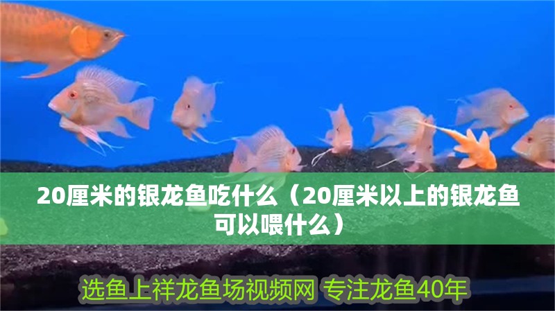 20厘米的銀龍魚吃什么（20厘米以上的銀龍魚可以喂什么） 20厘米的銀龍魚吃什么（20厘米以上的銀龍魚可以喂什么） 龍魚百科