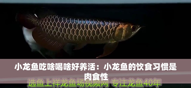 小龍魚吃啥喝啥好養活：小龍魚的飲食習慣是肉食性