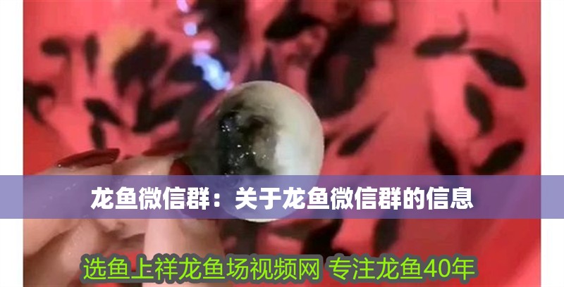 龍魚微信群：關(guān)于龍魚微信群的信息