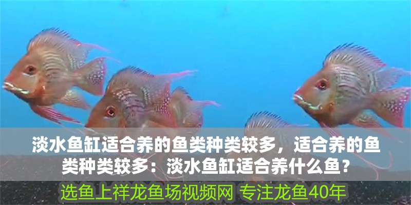 淡水魚缸適合養的魚類種類較多，適合養的魚類種類較多：淡水魚缸適合養什么魚？ 淡水魚缸適合養的魚類種類較多，適合養的魚類種類較多：淡水魚缸適合養什么魚？ 魚缸百科