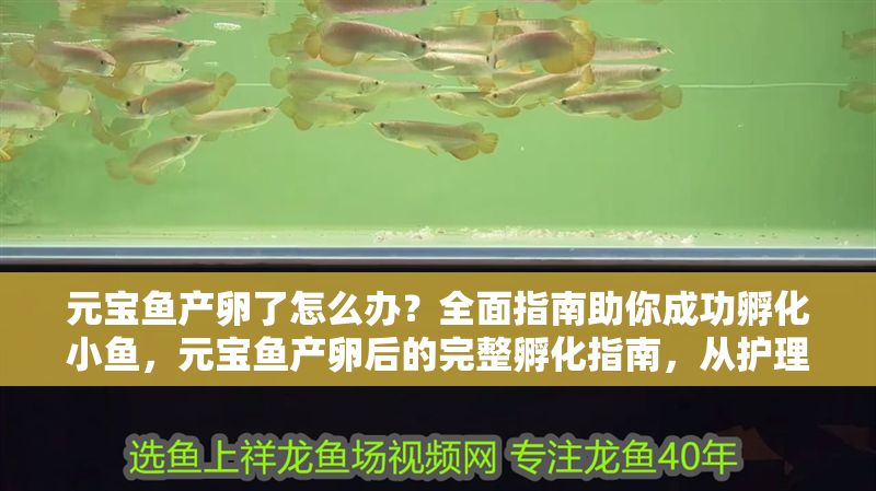 元寶魚產卵了怎么辦？全面指南助你成功孵化小魚，元寶魚產卵后的完整孵化指南，從護理到幼魚養育