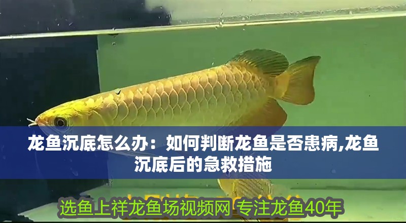 龍魚沉底怎么辦：如何判斷龍魚是否患病,龍魚沉底后的急救措施