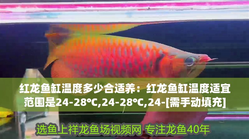 紅龍魚缸溫度多少合適養：紅龍魚缸溫度適宜范圍是24-28℃,24-28℃,24-[需手動填充] 紅龍魚缸溫度多少合適養：紅龍魚缸溫度適宜范圍是24-28℃,24-28℃,24-[需手動填充] 龍魚百科