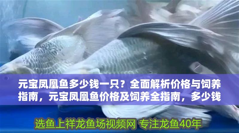 元寶鳳凰魚多少錢一只？全面解析價格與飼養指南，元寶鳳凰魚價格及飼養全指南，多少錢一只？ 元寶鳳凰魚多少錢一只？全面解析價格與飼養指南，元寶鳳凰魚價格及飼養全指南，多少錢一只？ 龍魚百科 第1張