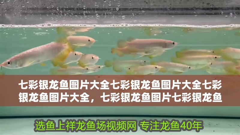 七彩銀龍魚圖片大全七彩銀龍魚圖片大全七彩銀龍魚圖片大全，七彩銀龍魚圖片七彩銀龍魚圖片大全