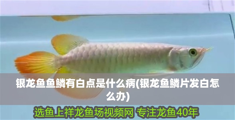銀龍魚魚鱗有白點是什么病(銀龍魚鱗片發白怎么辦)