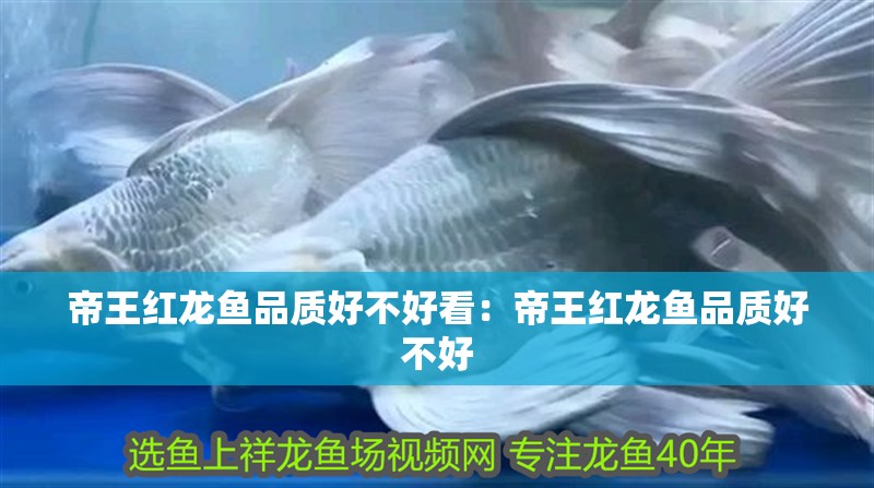 帝王紅龍魚品質(zhì)好不好看：帝王紅龍魚品質(zhì)好不好