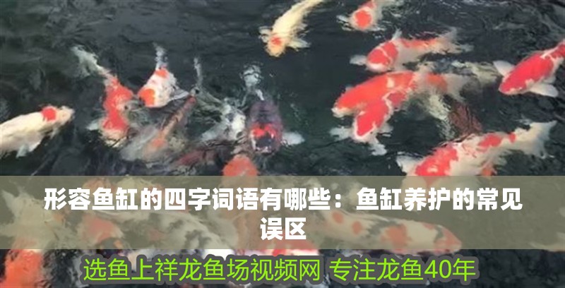 魚缸過濾器選購指南:自制魚缸過濾器魚缸上置過濾器對于養魚愛好者的必備知識 形容魚缸的四字詞語有哪些:魚缸養護的常見誤區 魚缸百科 形容魚缸的四字詞語有哪些:魚缸養護的常見誤區 形容魚缸的四字詞語有哪些:魚缸養護的常見誤區 魚缸百科