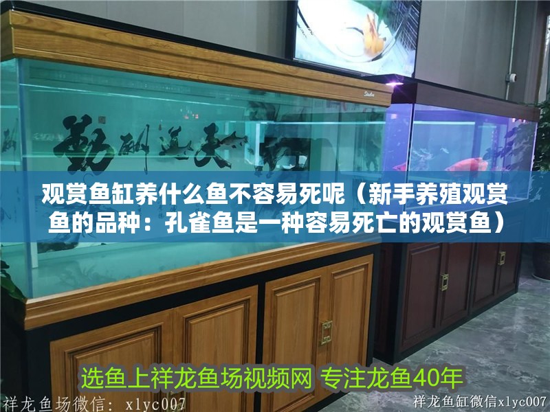 觀賞魚缸養什么魚不容易死呢（新手養殖觀賞魚的品種：孔雀魚是一種容易死亡的觀賞魚）