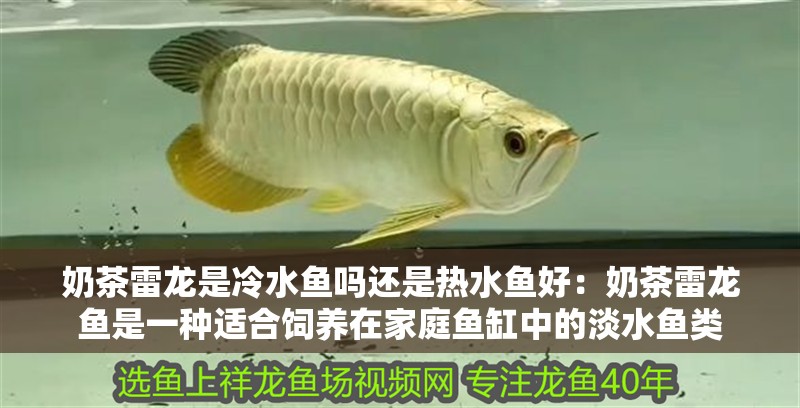 奶茶雷龍是冷水魚嗎還是熱水魚好：奶茶雷龍魚是一種適合飼養(yǎng)在家庭魚缸中的淡水魚類 奶茶雷龍是冷水魚嗎還是熱水魚好：奶茶雷龍魚是一種適合飼養(yǎng)在家庭魚缸中的淡水魚類 龍魚百科