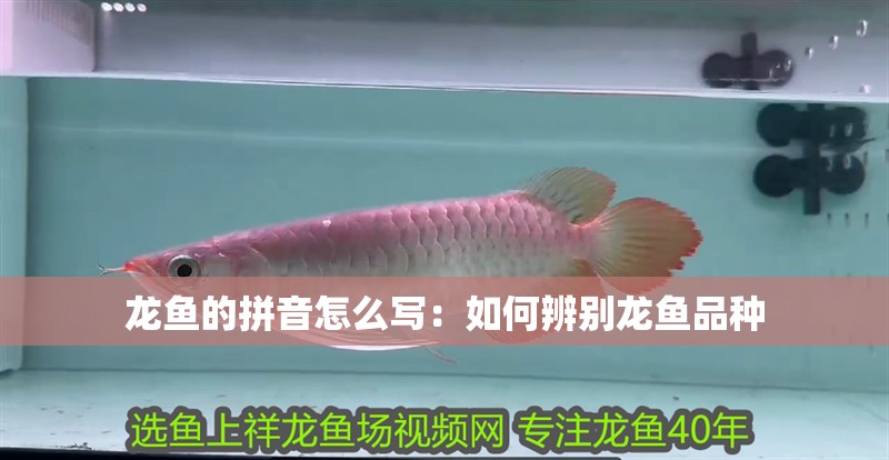 龍魚的拼音怎么寫：如何辨別龍魚品種 龍魚的拼音怎么寫：如何辨別龍魚品種 龍魚百科