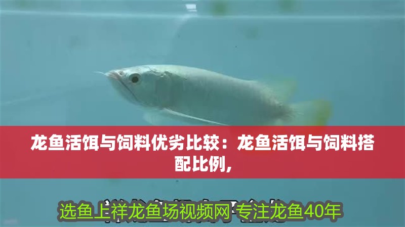 龍魚活餌與飼料優劣比較：龍魚活餌與飼料搭配比例,