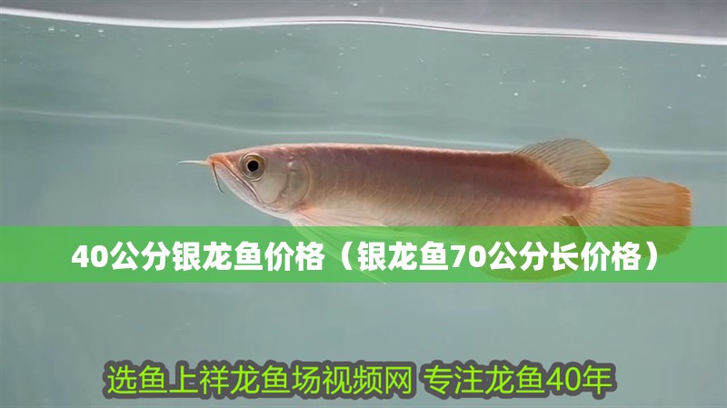 40公分銀龍魚(yú)價(jià)格（銀龍魚(yú)70公分長(zhǎng)價(jià)格）