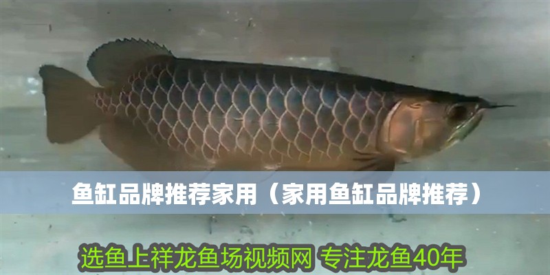 魚缸品牌推薦家用（家用魚缸品牌推薦）