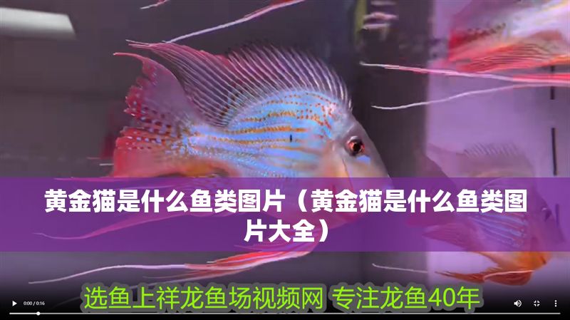 黃金貓是什么魚類圖片（黃金貓是什么魚類圖片大全）