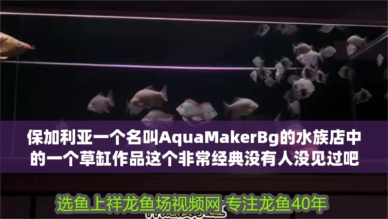 保加利亞一個名叫AquaMakerBg的水族店中的一個草缸作品這個非常經典沒有人沒見過吧