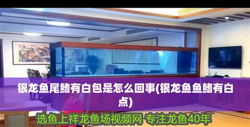 銀龍魚尾鰭有白包是怎么回事(銀龍魚魚鰭有白點)