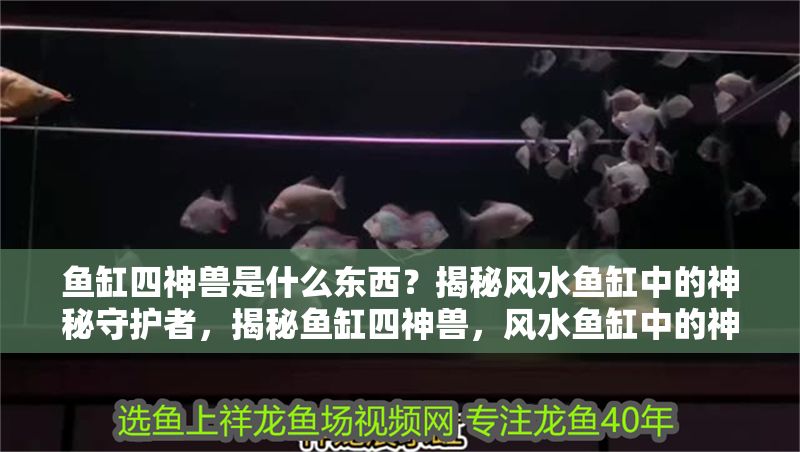 魚缸四神獸是什么東西？揭秘風水魚缸中的神秘守護者，揭秘魚缸四神獸，風水魚缸中的神秘守護者