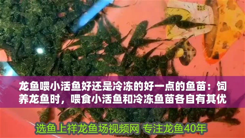 龍魚喂小活魚好還是冷凍的好一點的魚苗：飼養(yǎng)龍魚時，喂食小活魚和冷凍魚苗各自有其優(yōu)點和缺點