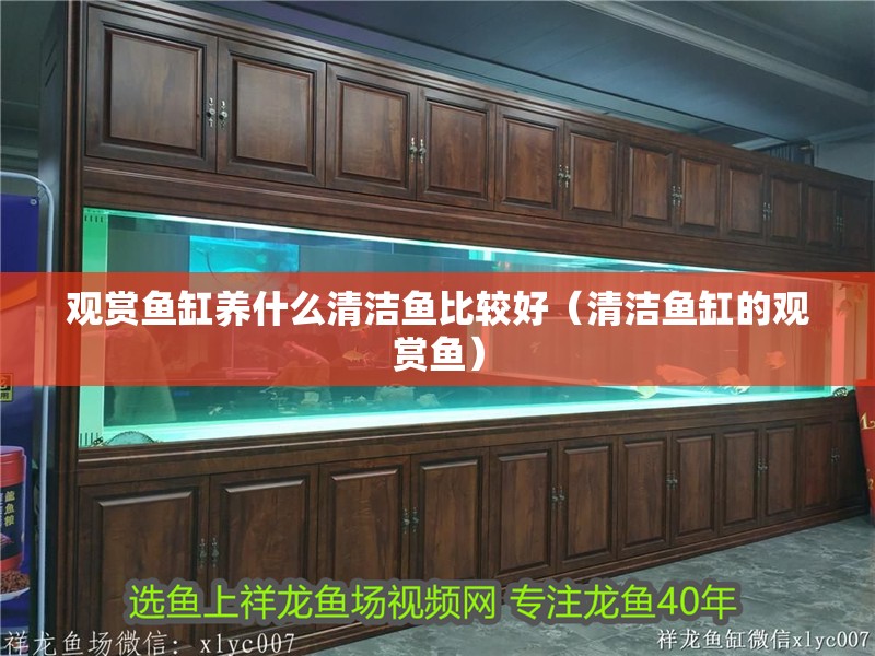 觀賞魚(yú)缸養(yǎng)什么清潔魚(yú)比較好（清潔魚(yú)缸的觀賞魚(yú)）