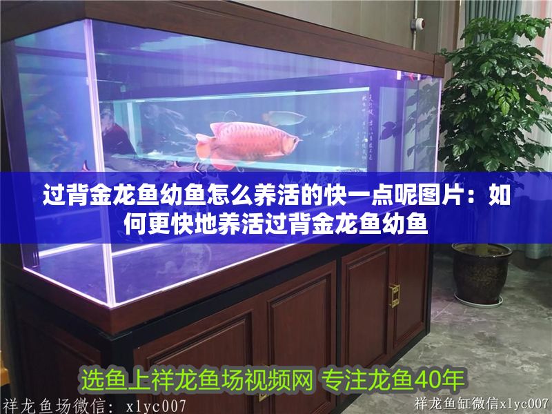 過背金龍魚幼魚怎么養活的快一點呢圖片：如何更快地養活過背金龍魚幼魚 過背金龍魚幼魚怎么養活的快一點呢圖片：如何更快地養活過背金龍魚幼魚 金龍魚百科 第1張