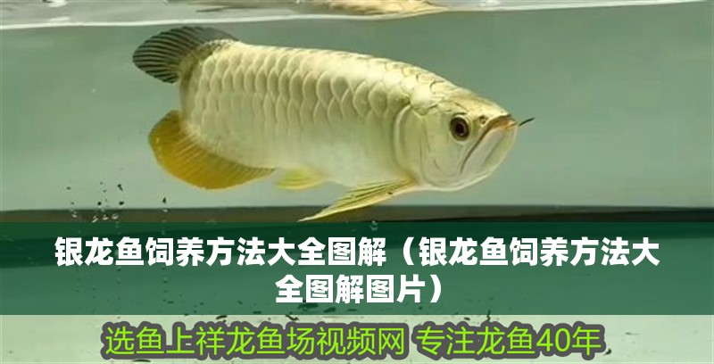 銀龍魚飼養方法大全圖解（銀龍魚飼養方法大全圖解圖片）
