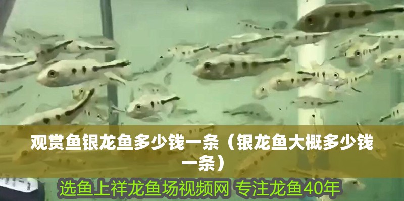 觀賞魚銀龍魚多少錢一條（銀龍魚大概多少錢一條）