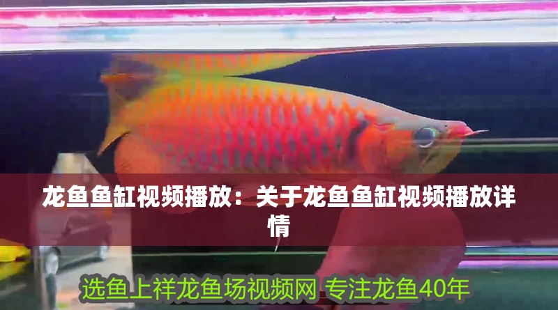 龍魚魚缸視頻播放：關于龍魚魚缸視頻播放詳情 龍魚魚缸視頻播放：關于龍魚魚缸視頻播放詳情 魚缸百科