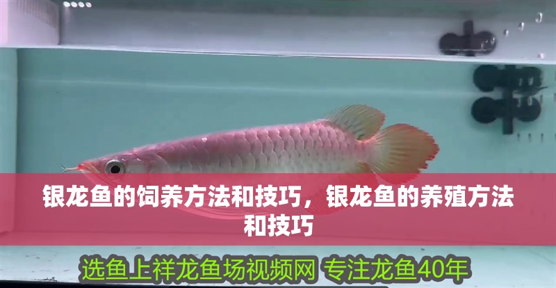銀龍魚的飼養(yǎng)方法和技巧，銀龍魚的養(yǎng)殖方法和技巧