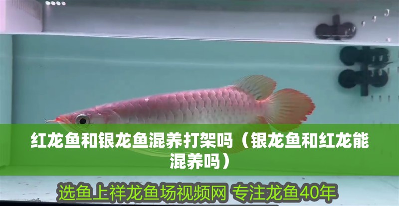 紅龍魚和銀龍魚混養(yǎng)打架嗎（銀龍魚和紅龍能混養(yǎng)嗎）
